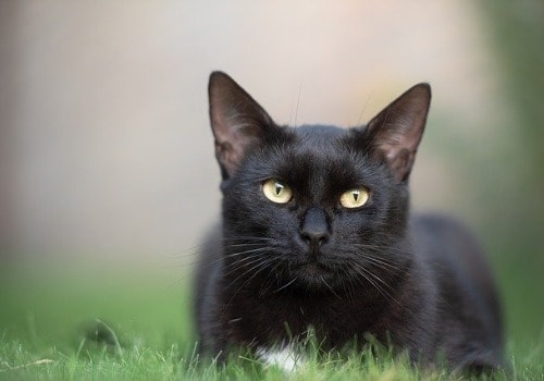 A black cat is loafing