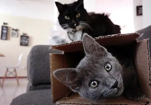 Two boxes and two cats