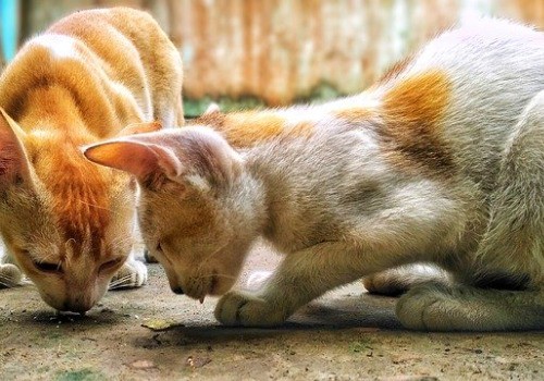 2 small cats eating from bowls