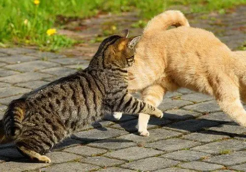 Two cats are fighting outside