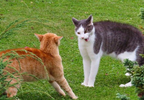 Two cats are fighting