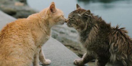 Frightened cats greeting each other