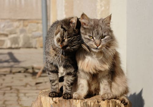 Two cats like mating