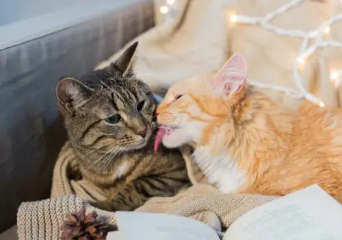 Two cats are lying on sofa and kissing