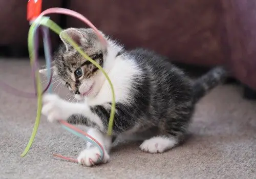 Cat is playing with string