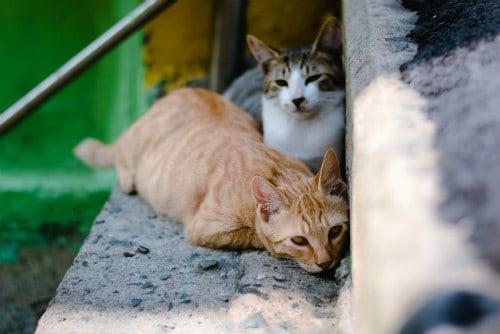 2 cats spending time with each other relaxing