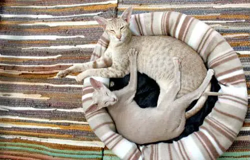 Two cats are sleeping in the one bed