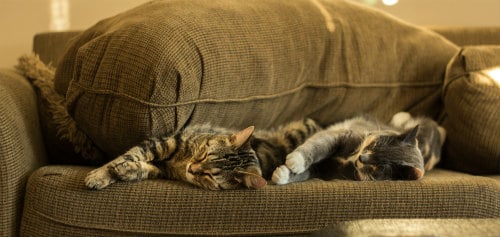 Two cats are sleeping on the sofa