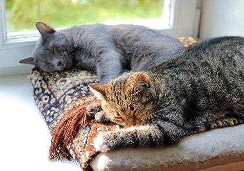 Two cats are sleeping together