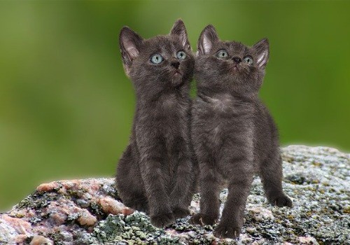 Two cats are walking in the forest