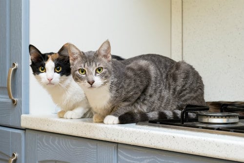 Two cute cats on the counters