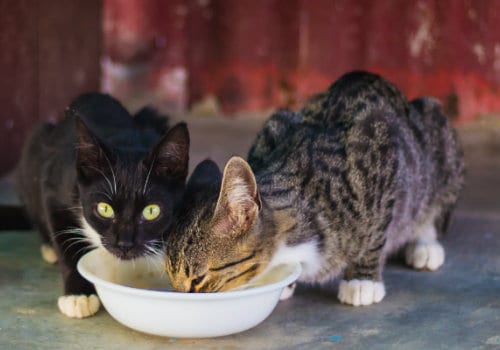 Two gray and black cats are eating food on the white plastic pet bowl