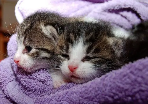 2 kittens in a purple towel