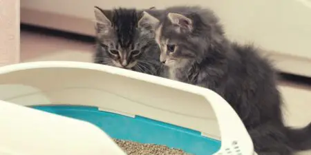 Two litter boxes next to each other