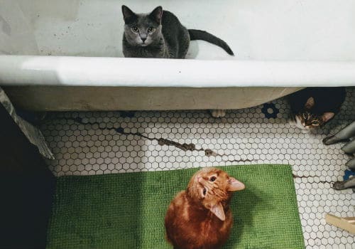 Two silver and orange tabby cats in the bathroom