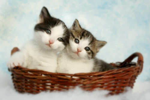 Two silver tabby kittens