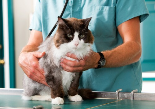 Vet is examining the cat