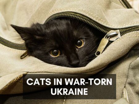 Cats in war-torn Ukraine