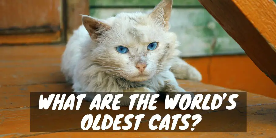 What is the world's oldest cat?