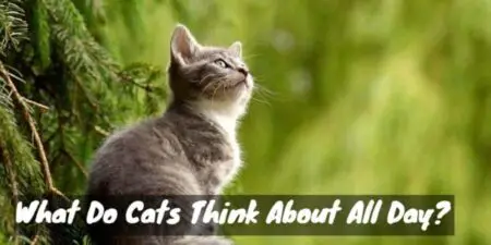 What Really Goes on in Your Cat's Mind? (Purr-spectives)