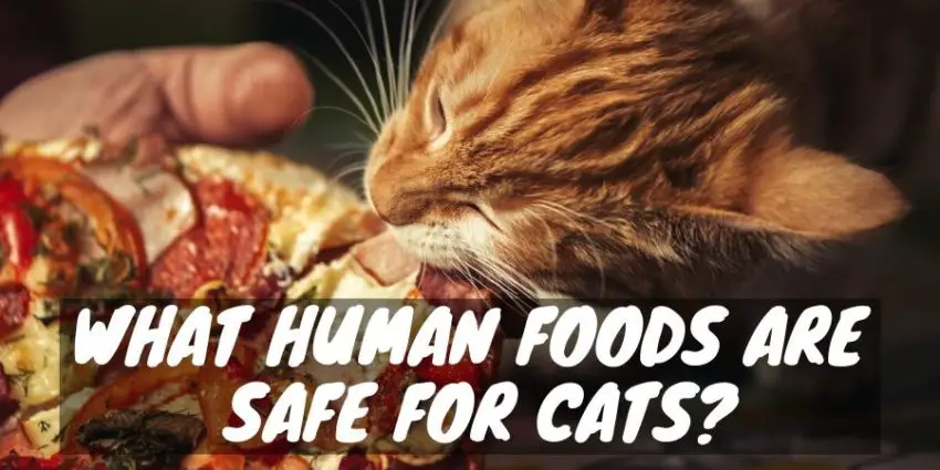 What Human Foods Are Safe for Cats?