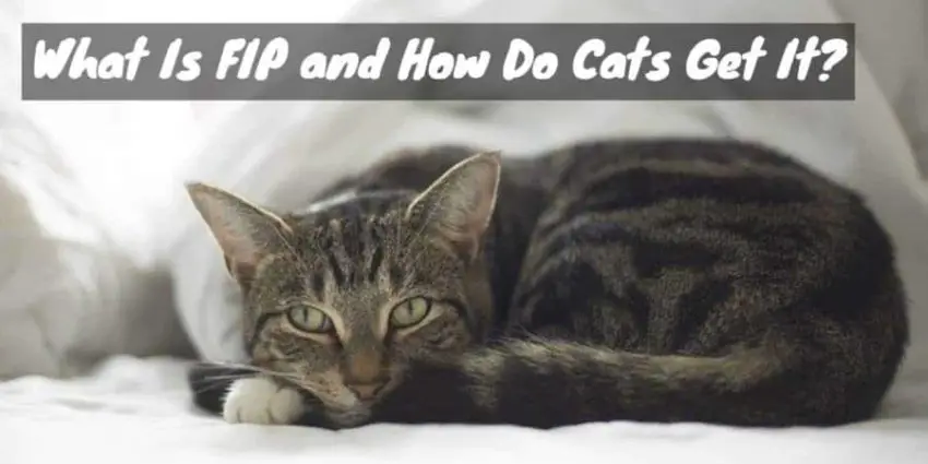 What Is Feline Infectious Peritonitis (Fip) and How Do Cats Get It?