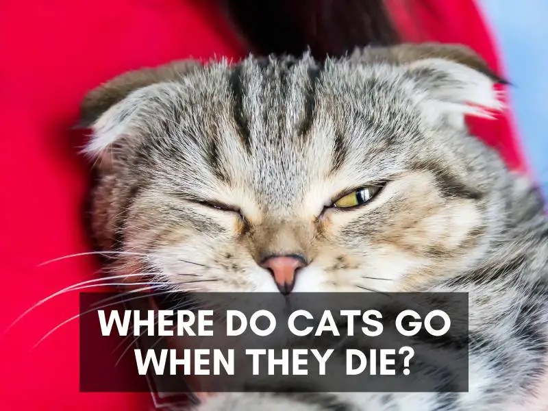 Where do cats go when they die?