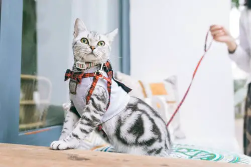 White black cat with the harness