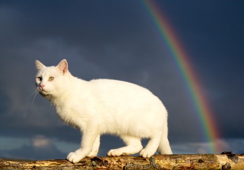 White cat and rainbow