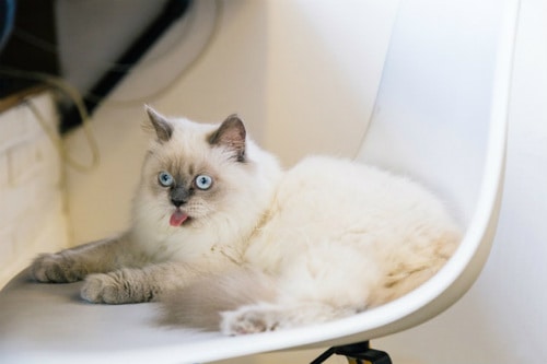 Beautiful white cat with light blue eyes blepping