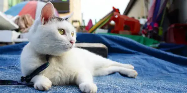 Cute white cat with green eyes laying on a blue tarp