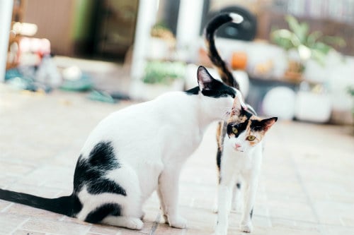 Genial Grooming: Why Do Cats Clean Each Other?