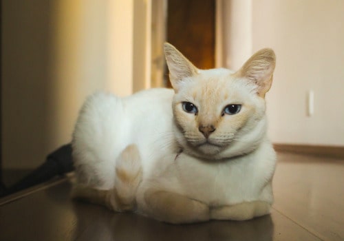 Fulfilling the Stereotype: Why Do Cats Loaf?