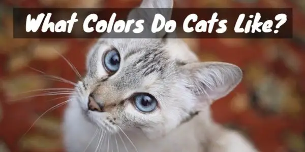 How many gradations of colors does the cat have?