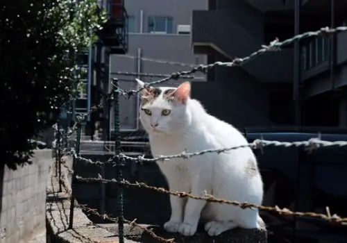 White cat looking through a barbed-wire fence