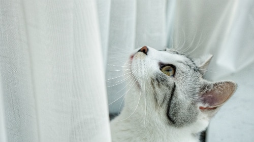 Searching for Meow-ning: What Does It Mean When You Dream About Cats?