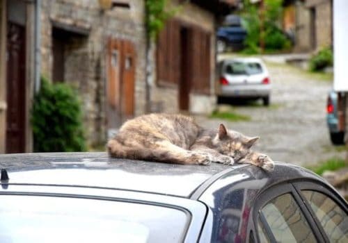 White cat on a blue car