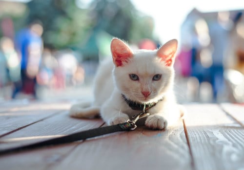 White cat on wooden floor