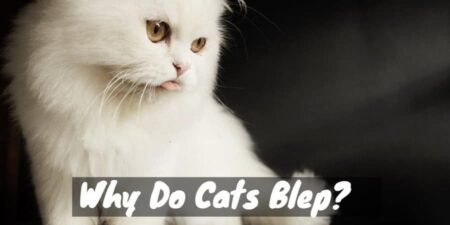 Why Do Cats Blep?