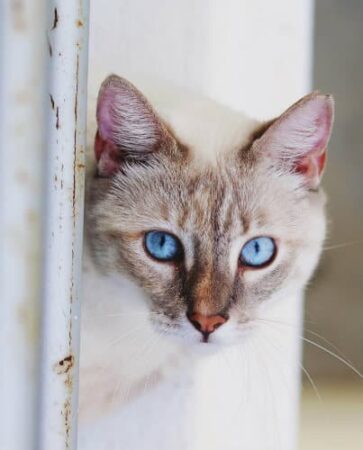 White cat with blue eyes peeking around a door