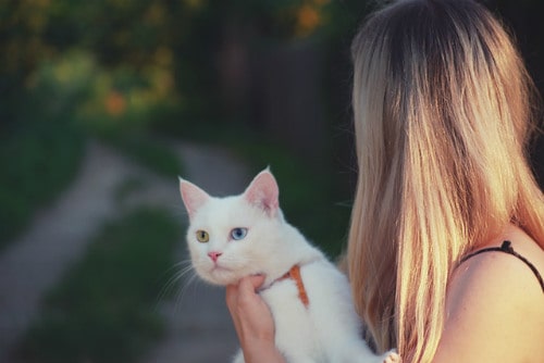 Beautiful white cat with one blue eye and one green eye being held by her owner