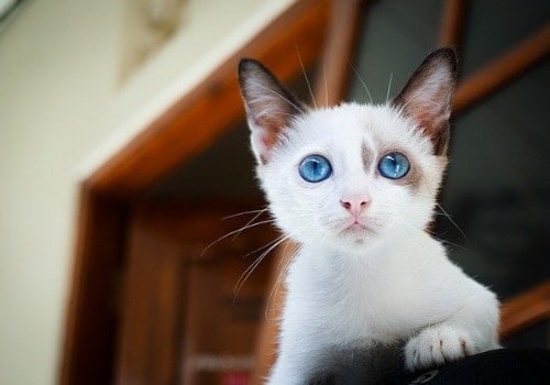 White cat with blue eyes