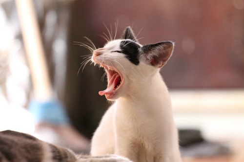 White sleepy cat yawning