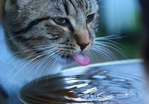 White grey cat drinking from the water fountain