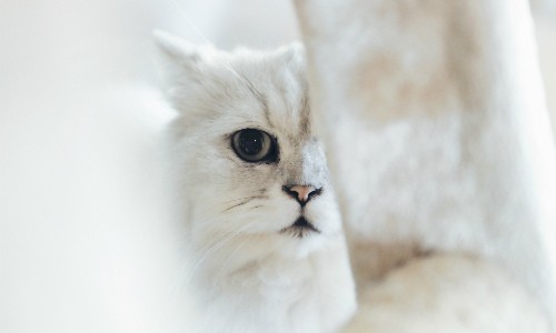 Growing Up Fast: How Long Do Cats Stay “Kittens?”