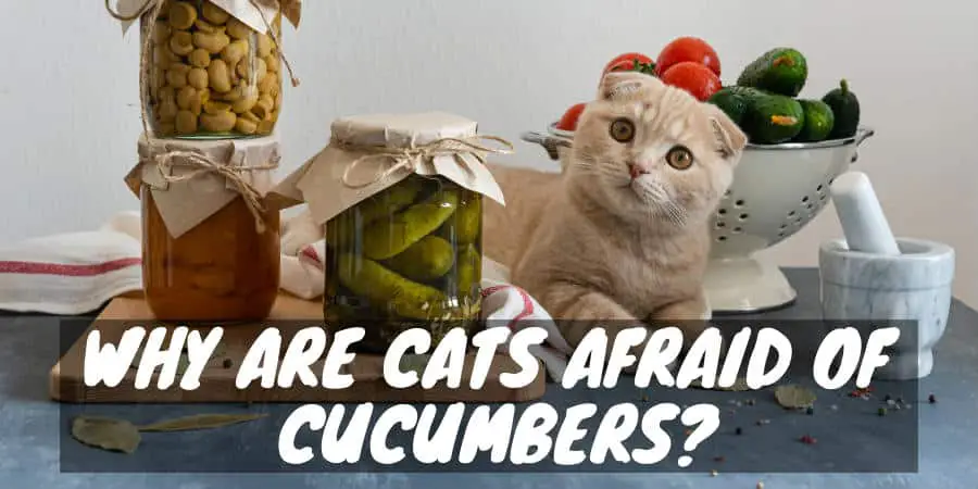 Why are cats afraid of cucumbers?