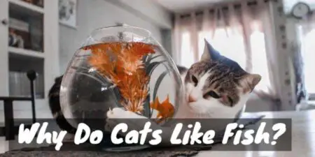 Why do cats like fish?