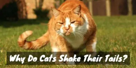 Why Do Cats Shake Their Tails?