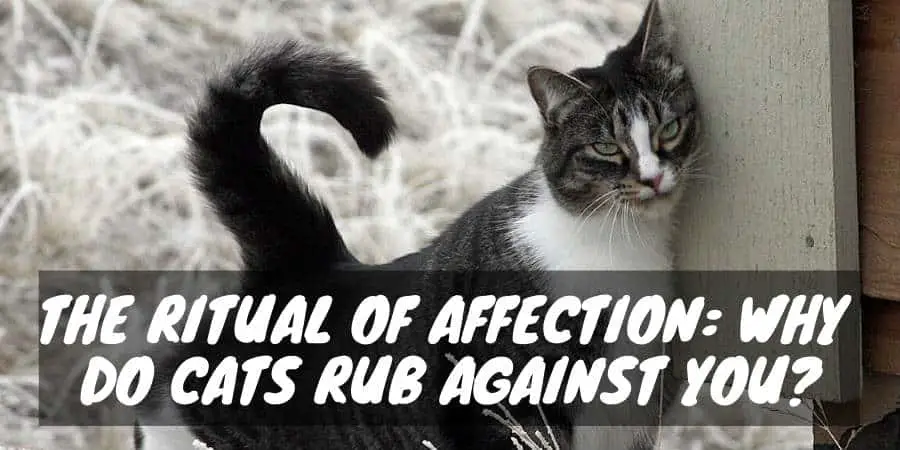 The Ritual of Affection Why Do Cats Rub Against You? Cat Checkup