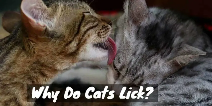 and kitty lick and Why